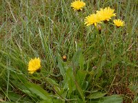 Crepis capillaris 25, Klein streepzaad, Saxifraga-Ed Stikvoort