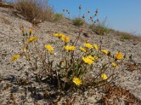 Crepis capillaris 26, Klein streepzaad, Saxifraga-Ed Stikvoort