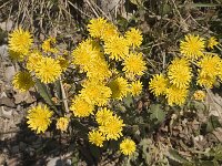 Crepis capillaris 3, Klein streepzaad, Saxifraga-Jan van der Straaten