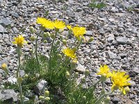 Crepis chondrilloides