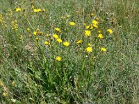 Crepis conyzaefolia