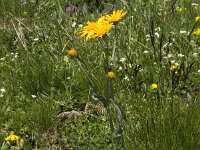 Crepis conyzifolia