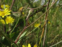 Crepis foetida, Stinking Hawks-beard