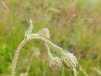 Crepis foetida 12, Stinkend streepzaad, Saxifraga-Rutger Barendse