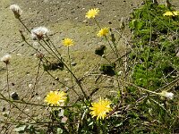Crepis foetida 13, Stinkend streepzaad, Saxifraga-Rutger Barendse