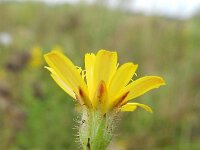 Crepis foetida 16, Stinkend streepzaad, Saxifraga-Rutger Barendse
