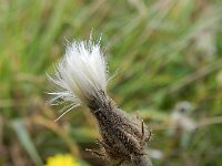 Crepis foetida 18, Stinkend streepzaad, Saxifraga-Rutger Barendse