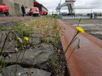 Crepis foetida 28, Stinkend streepzaad, Saxifraga-Jelle van Dijk