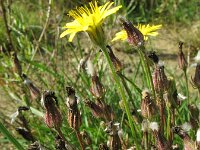 Crepis foetida 3, Stinkend streepzaad, Saxifraga-Rutger Barendse