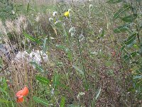 Crepis foetida ssp rhoeadifolia 23, Saxifraga-Rutger Barendse