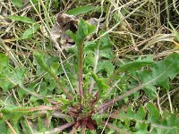 crepis foetida 6, Stinkend streepzaad, Saxifraga-Rutger Barendse