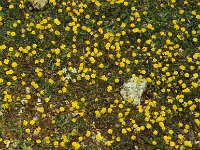 Crepis neglecta