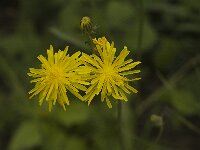 Crepis nicaeensis, French Hawks-beard