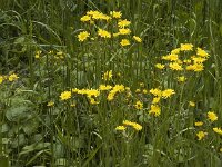 Crepis nicaeensis 2, Saxifraga-Jan van der Straaten