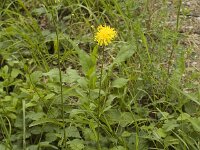 Crepis nicaeensis 4, Saxifraga-Jan van der Straaten