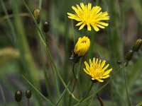 Crepis paludosa