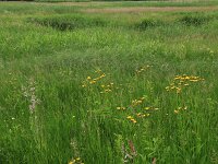 Crepis paludosa 12, Moerasstreepzaad, Saxifraga-Hans Boll