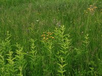 Crepis paludosa 13, Moerasstreepzaad, Saxifraga-Hans Boll