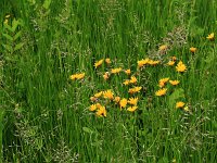 Crepis paludosa 14, Moerasstreepzaad, Saxifraga-Hans Boll