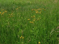 Crepis paludosa 15, Moerasstreepzaad, Saxifraga-Hans Boll