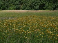Crepis paludosa 16, Moerasstreepzaad, Saxifraga-Hans Boll