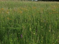 Crepis paludosa 18, Moerasstreepzaad, Saxifraga-Hans Boll