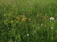 Crepis paludosa 19, Moerasstreepzaad, Saxifraga-Hans Boll