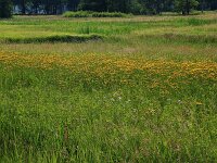 Crepis paludosa 22, Moerasstreepzaad, Saxifraga-Hans Boll