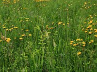 Crepis paludosa 25, Moerasstreepzaad, Saxifraga-Hans Boll