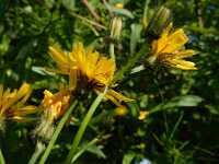 Crepis paludosa 29, Moerasstreepzaad, Saxifraga-Ed Stikvoort