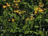 Crepis paludosa 30, Moerasstreepzaad, Saxifraga-Ed Stikvoort