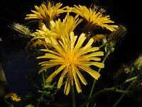 Crepis paludosa 33, Moerasstreepzaad, Saxifraga-Ed Stikvoort
