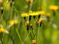 Crepis paludosa 37, Moerasstreepzaad, Saxifraga-Bart Vastenhouw