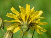 Crepis paludosa 38, Moerasstreepzaad, Saxifraga-Sonja Bouwman  868. Moerasstreepzaad - Crepis paludosa - Asteraceae familie (i)