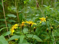 Crepis paludosa 44, Moerasstreepzaad, Saxifraga-Hans Grotenhuis