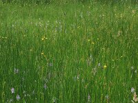 Crepis paludosa 8, Moerasstreepzaad, Saxifraga-Hans Boll