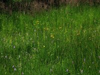 Crepis paludosa 9, Moerasstreepzaad, Saxifraga-Hans Boll