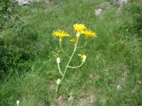 Crepis pannonica 2, Saxifraga-Jasenka Topic