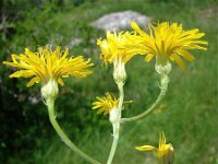 Crepis pannonica 3, Saxifraga-Jasenka Topic