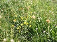 Crepis pannonica 4, Saxifraga-Jasenka Topic