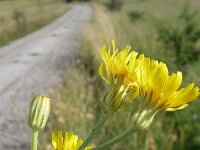 Crepis pannonica 5, Saxifraga-Jasenka Topic