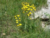 Crepis pannonica 6, Saxifraga-Jasenka Topic