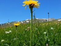 Crepis pontana