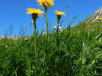 Crepis pontana 2, Saxifraga-Ed Stikvoort