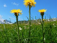 Crepis pontana 4, Saxifraga-Ed Stikvoort