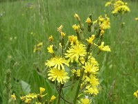 Crepis praemorsa