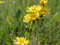 Crepis praemorsa 2, Saxifraga-Jan Willem Jongepier