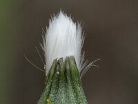 Crepis pulchra