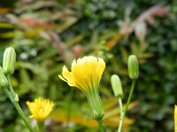 Crepis pulchra 7, Fraai streepzaad, Saxifraga-Rutger Barendse