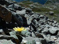 Crepis pygmaea
